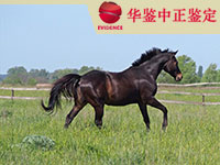 攀枝花马类动物鉴定