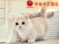 攀枝花猫类动物鉴定