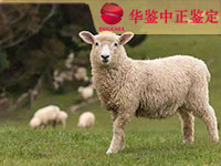 攀枝花羊类动物鉴定